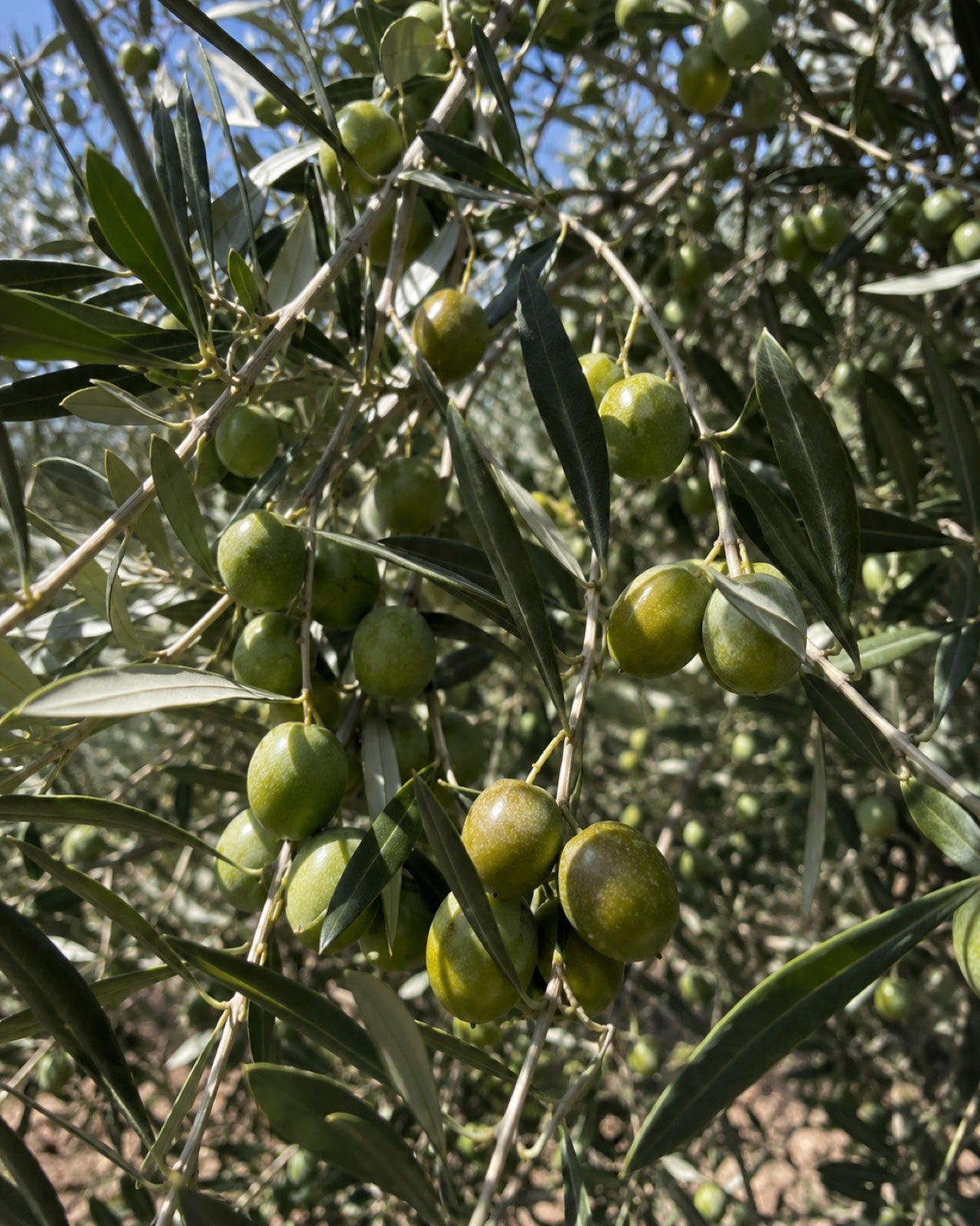 Olive grove